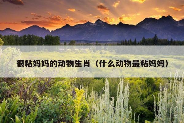 很粘妈妈的动物生肖（什么动物最粘妈妈）