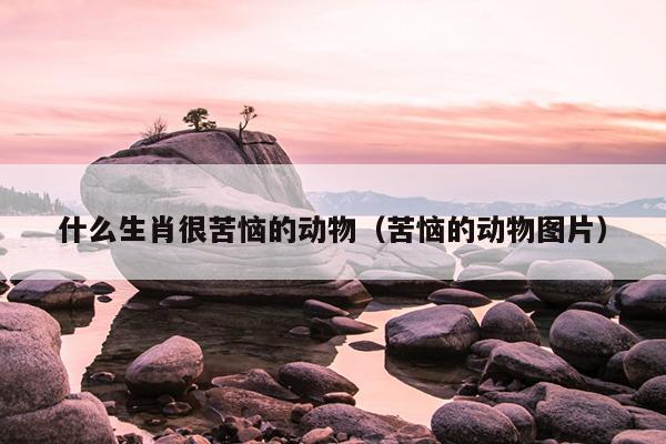 什么生肖很苦恼的动物（苦恼的动物图片）