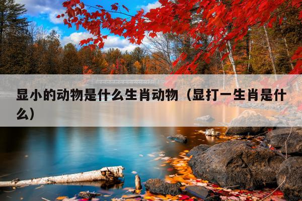 显小的动物是什么生肖动物（显打一生肖是什么）